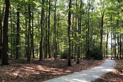 Waldweg