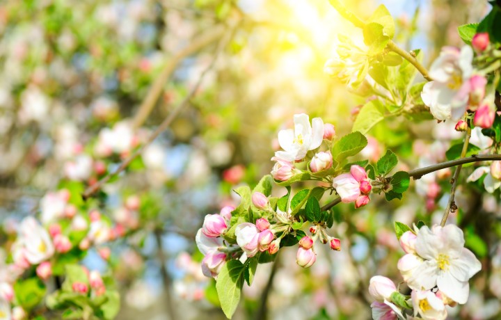 Streuobstwiese_Blüten