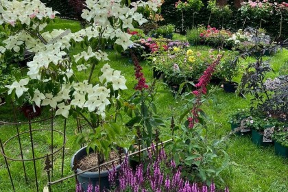 Tag_der_Gärten_und_Parks24_ Blumen