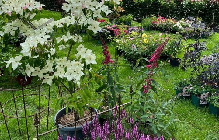 Tag_der_Gärten_und_Parks24_ Blumen