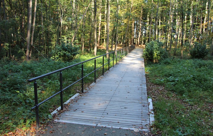 Holzsteg Erlenbruchwald