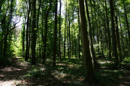 Wald